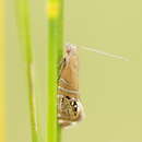 Image de Glyphipterix cometophora Meyrick 1880