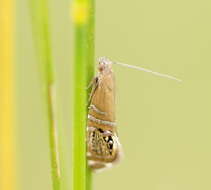 Слика од Glyphipterix cometophora Meyrick 1880