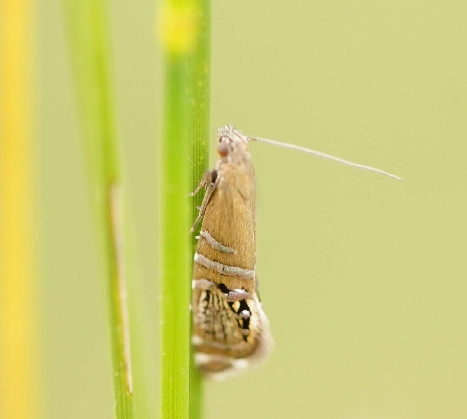 Слика од Glyphipterix cometophora Meyrick 1880