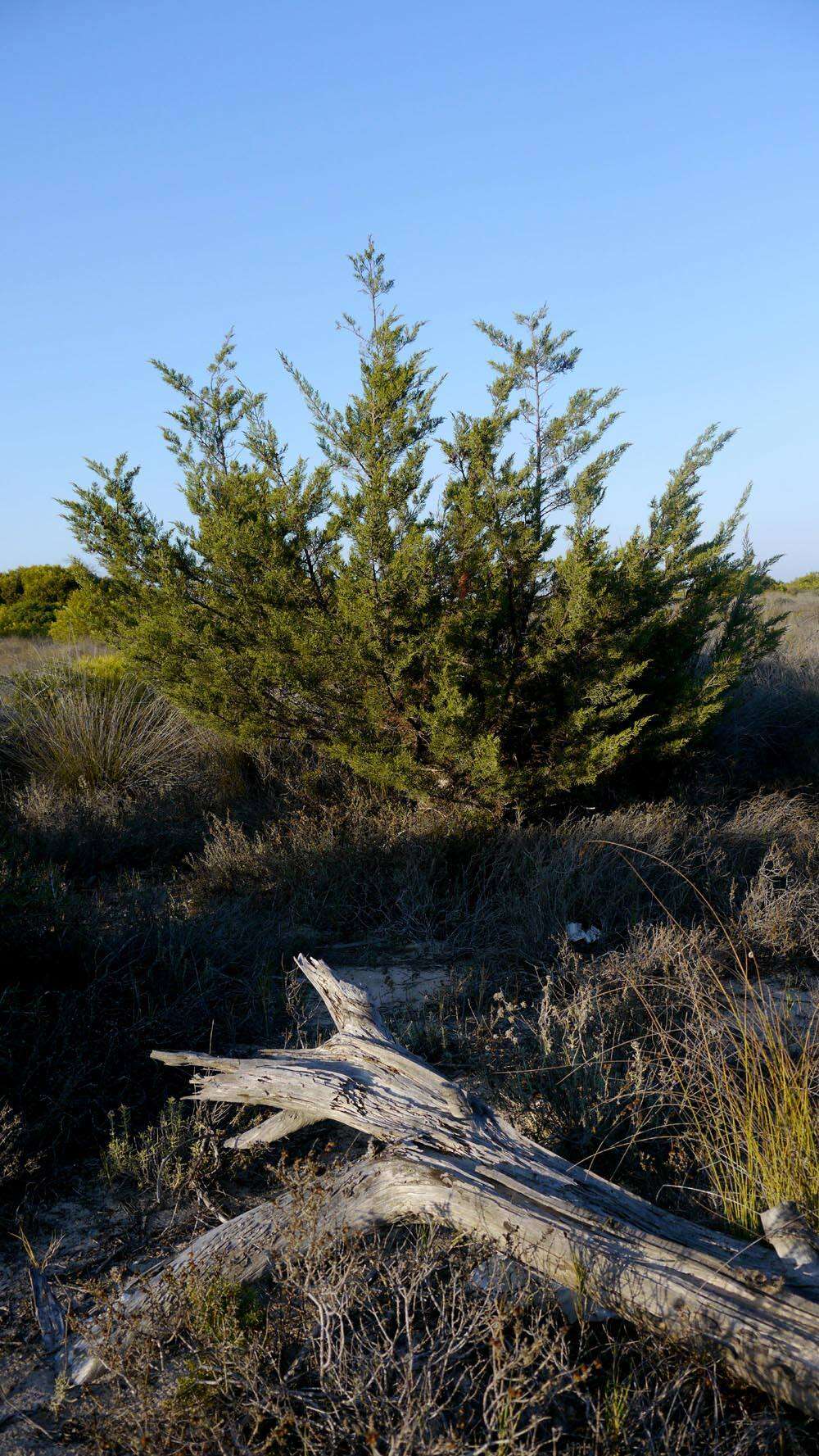 Image of Phoenician Juniper