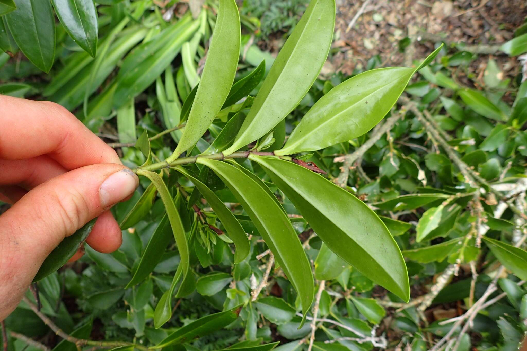 صورة Veronica bollonsii Cockayne