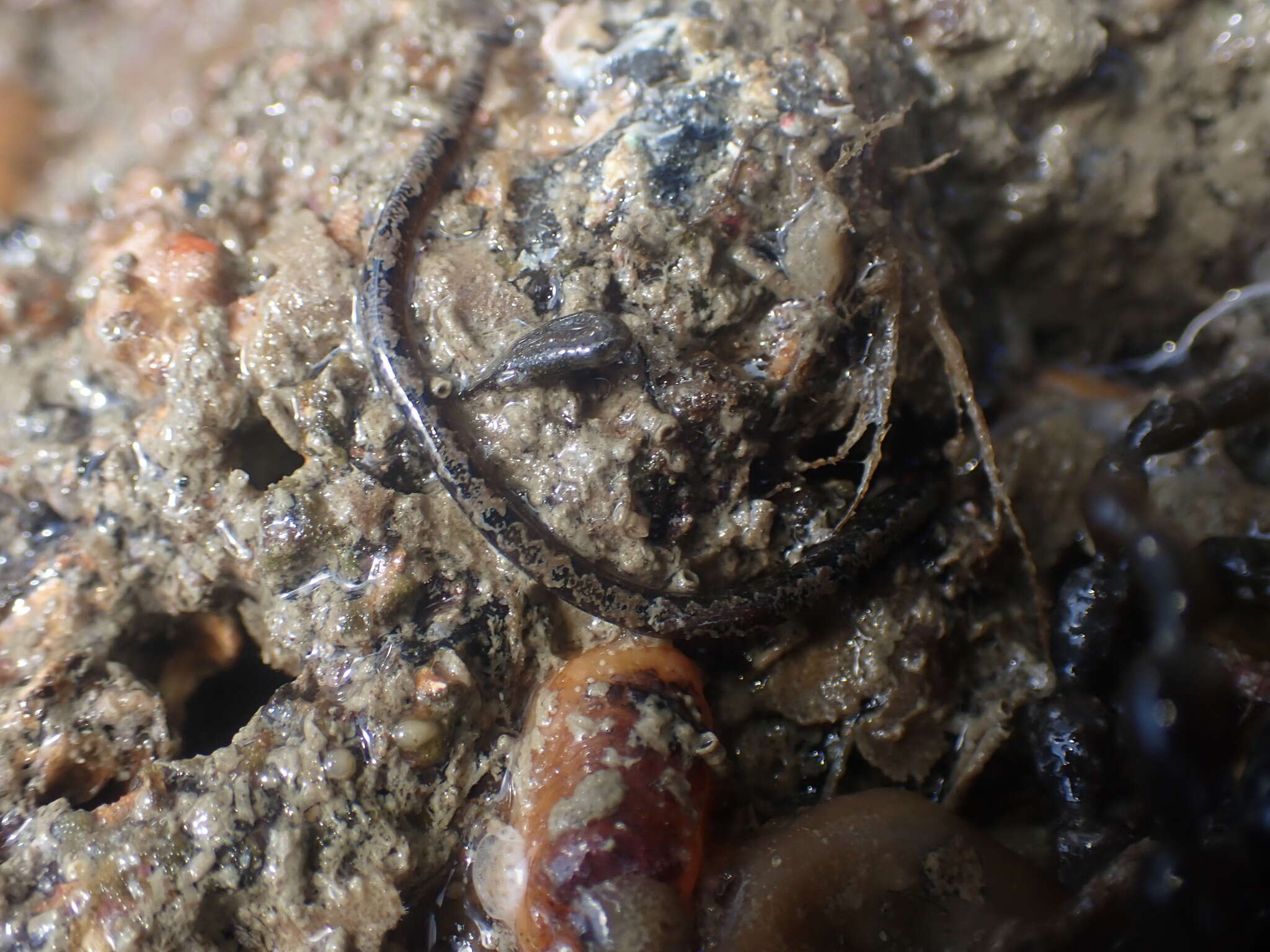 Image of Shortsnout pipefish