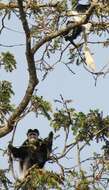 Image of Colobus guereza gallarum Neumann 1902