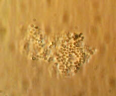 Image of Micrococcus