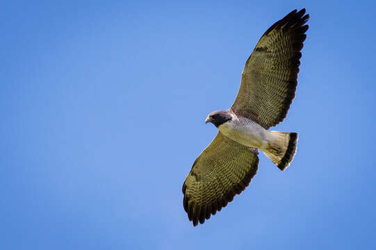 Image of White-tailed Hawk