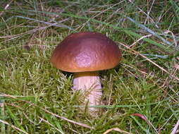 Image of Cep