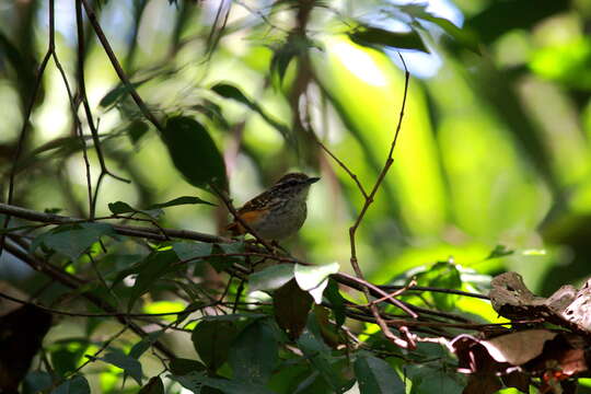 Image of Spix's Warbling Antbird