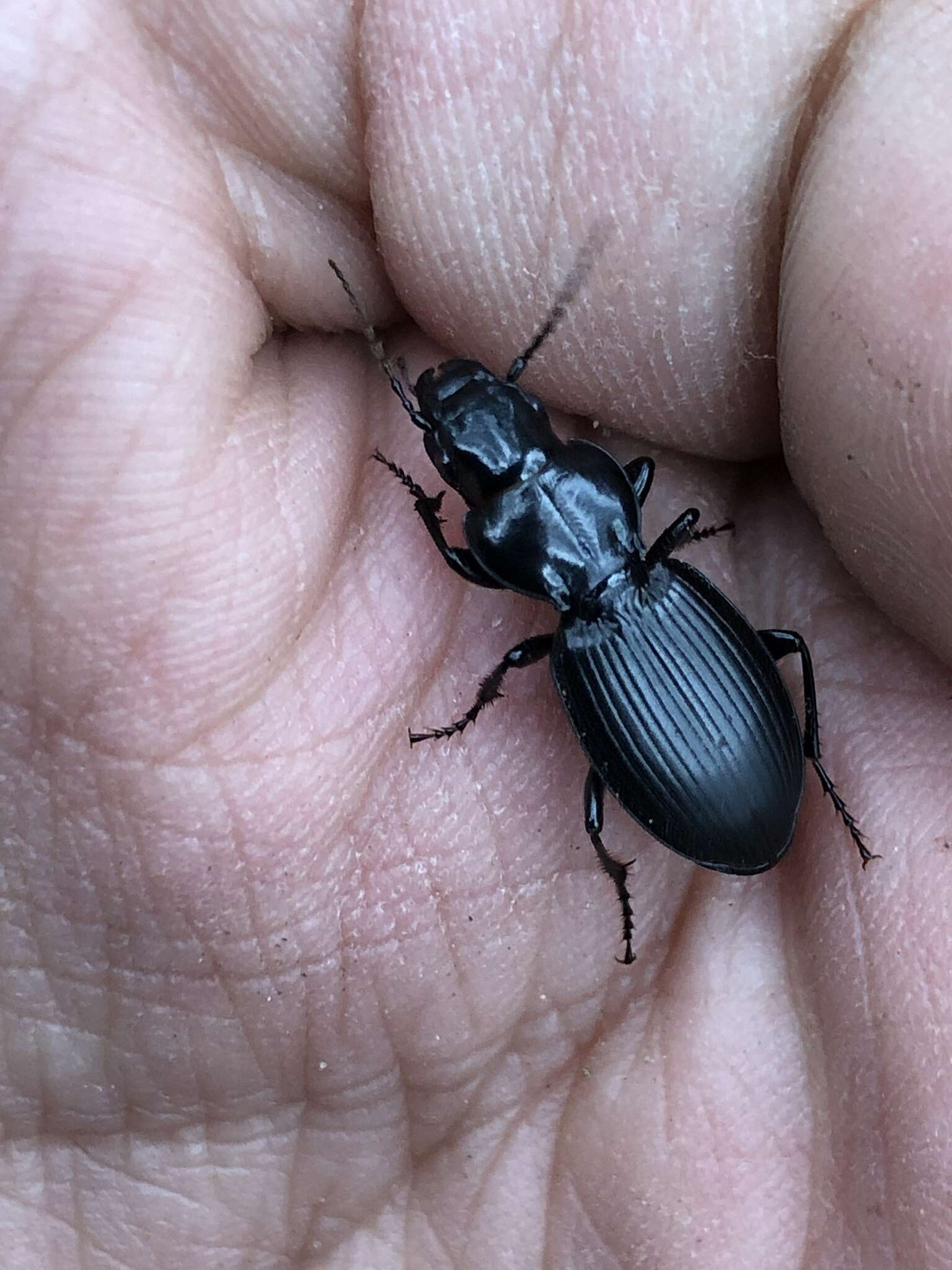 Image of Cyclotrachelus (Evarthrus) whitcombi (Freitag 1969)