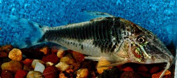 Image of <i>Corydoras semiaquilus</i> Weitzman 1964