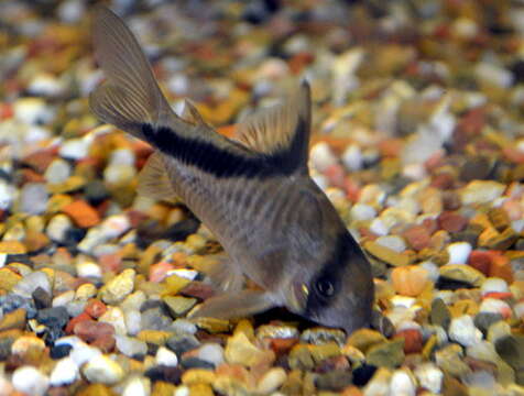 Image de Corydoras melini Lönnberg & Rendahl 1930