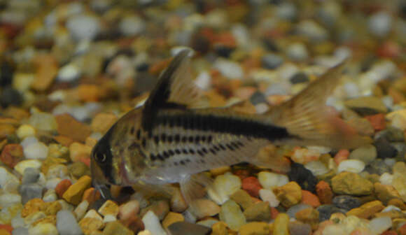 Image of Corydoras loxozonus Nijssen & Isbrücker 1983