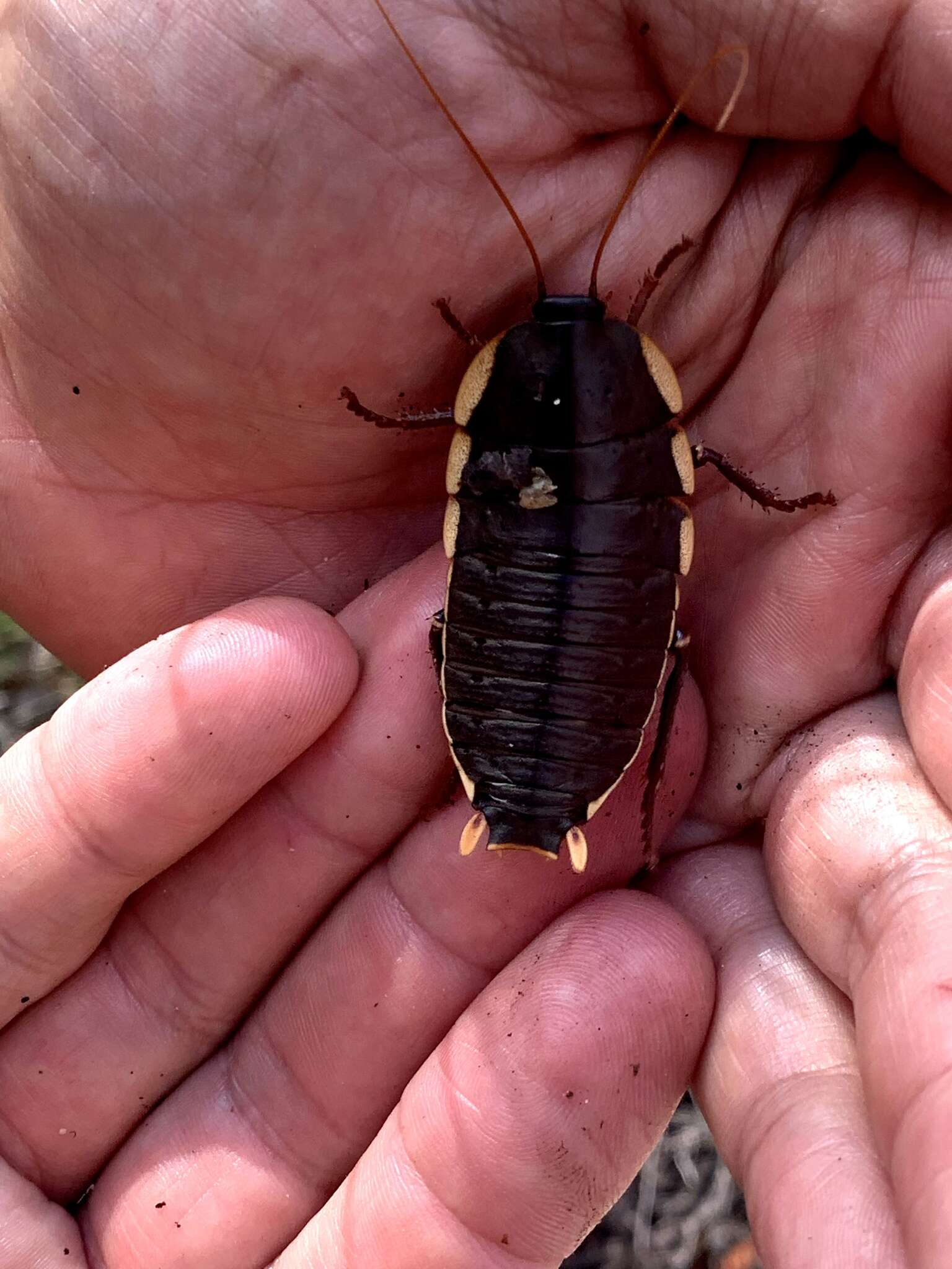 Image of Botany Bay Cockroach