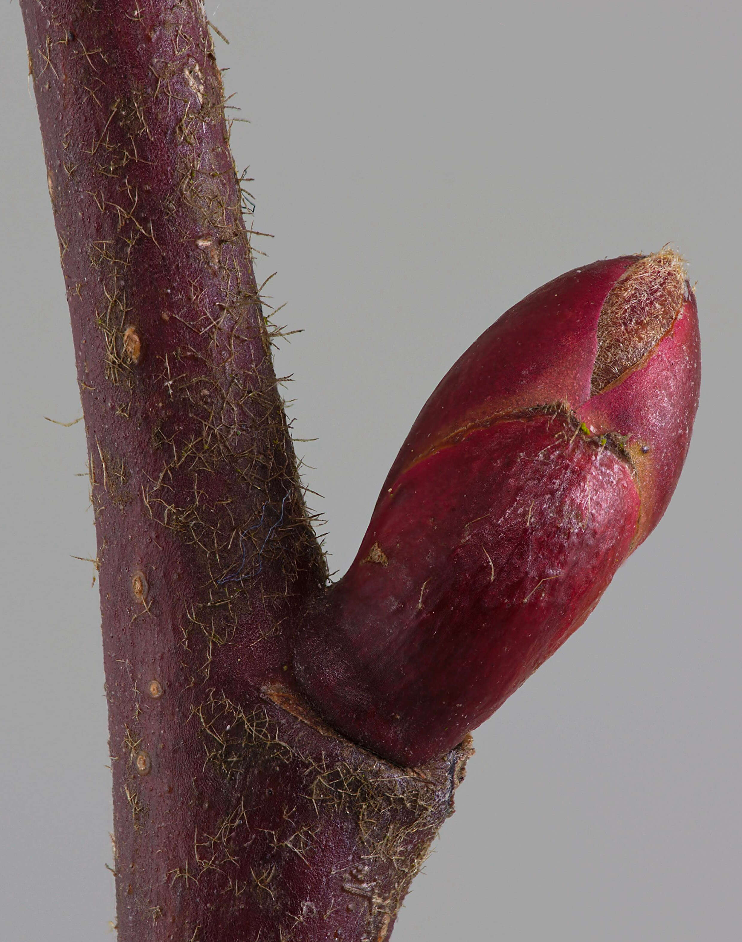 Image of Large-leaved Lime