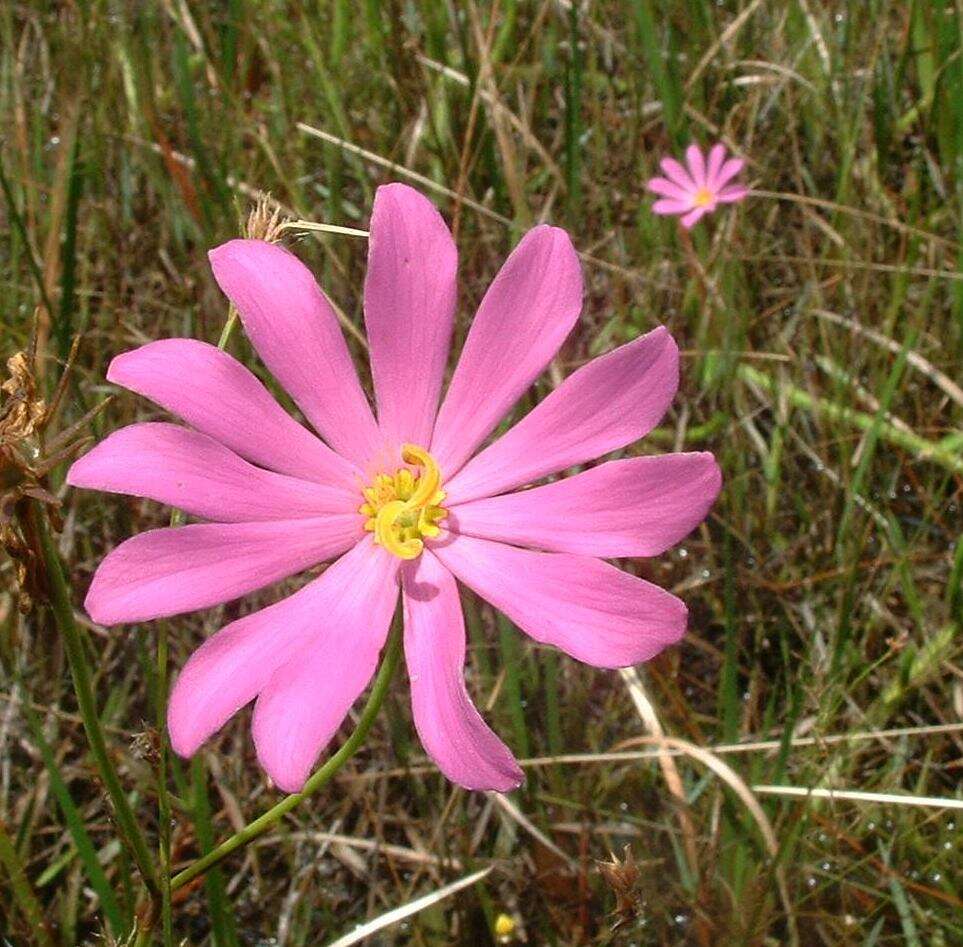 Image of marsh rose gentian