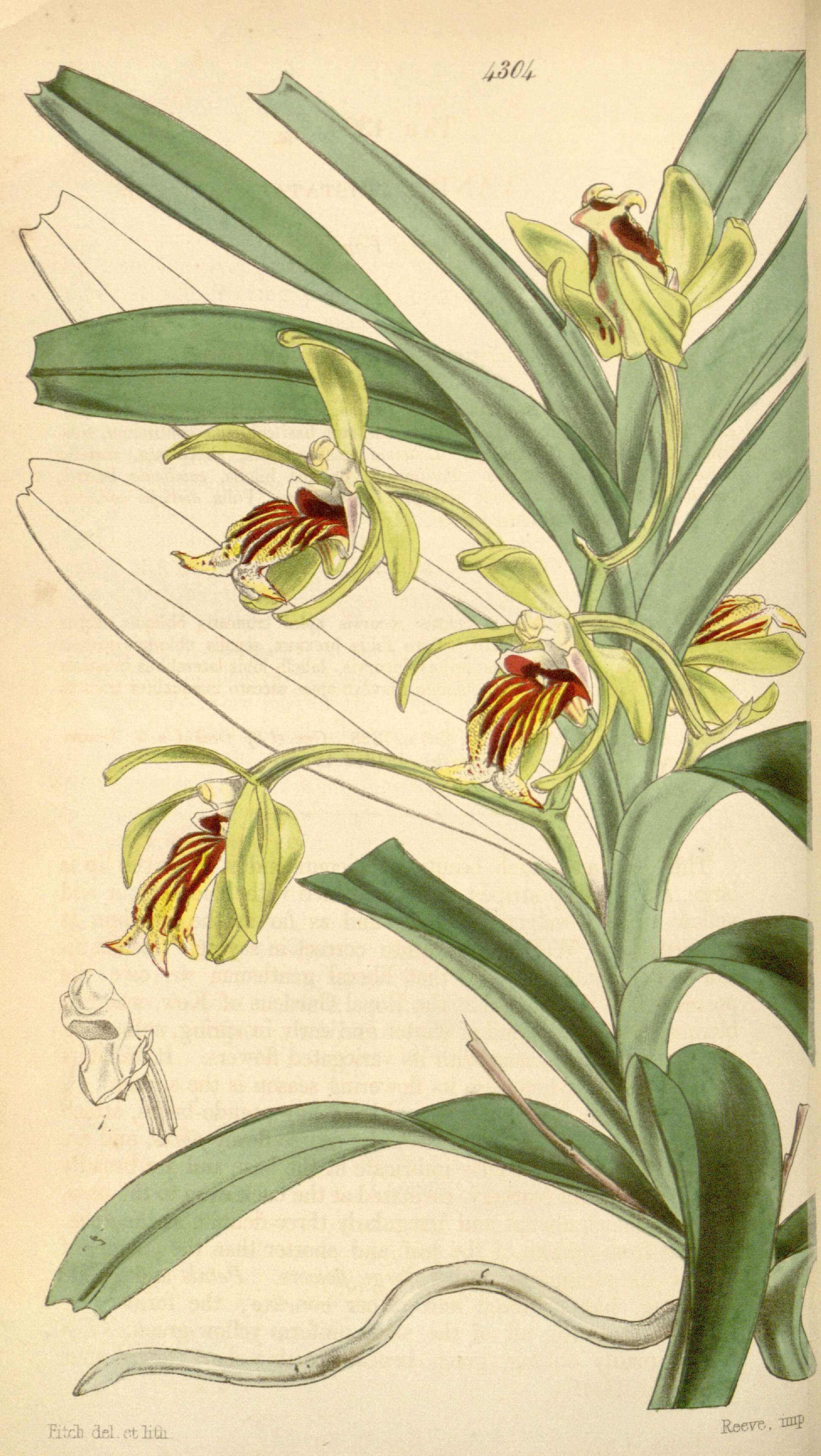 Image of Vanda cristata Wall. ex Lindl.