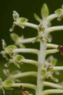 Image of Cranichis apiculata Lindl.