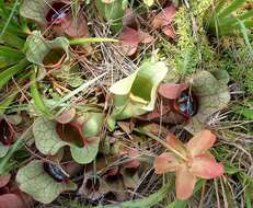 Image of purple pitcherplant