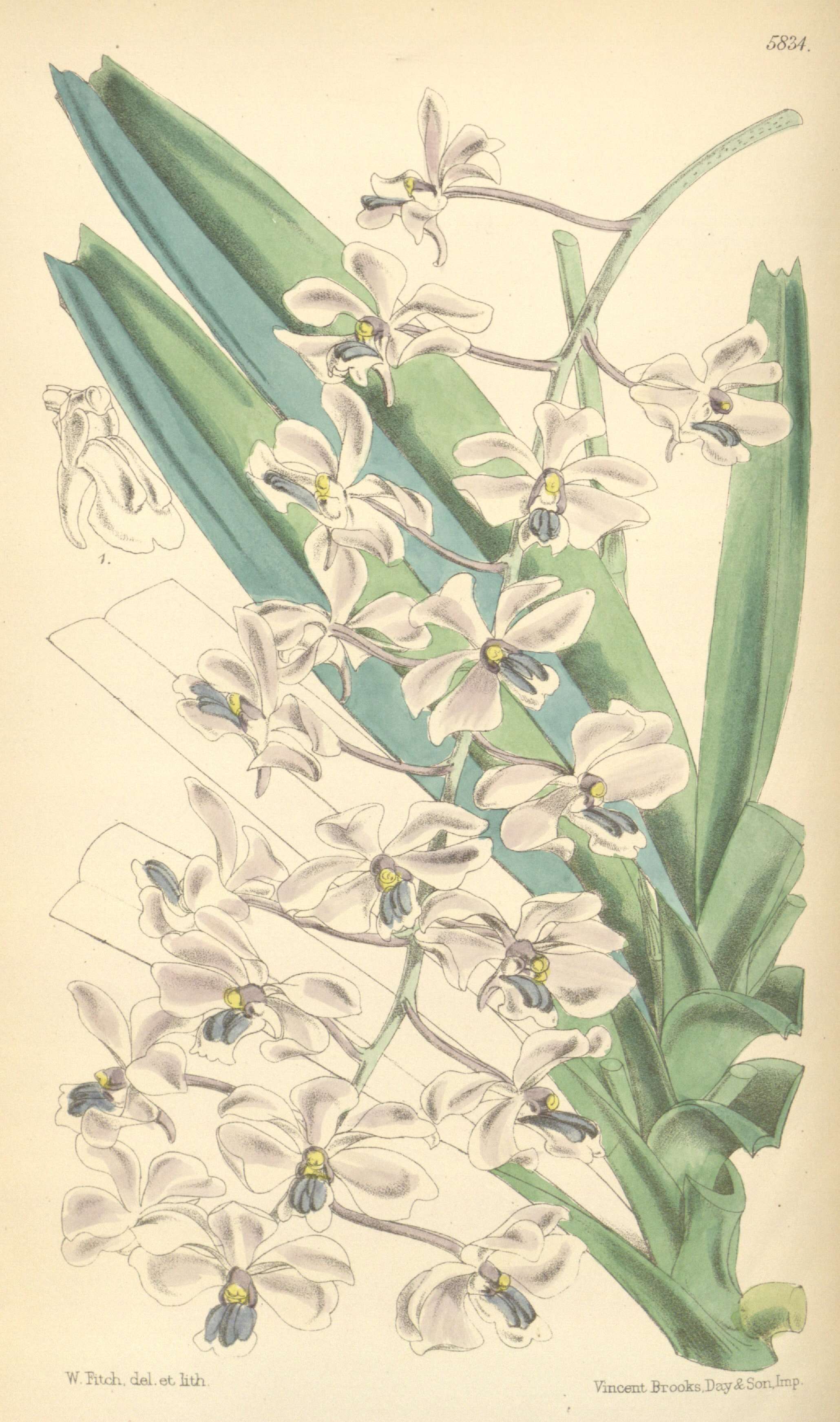 Image of Vanda coerulescens Griff.