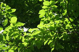 Image of Cucumber Magnolia