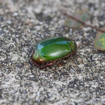 Image of Anomala cupripes (Hope 1839)