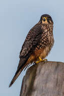 Image of New Zealand Falcon