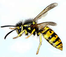 Image of German Wasp