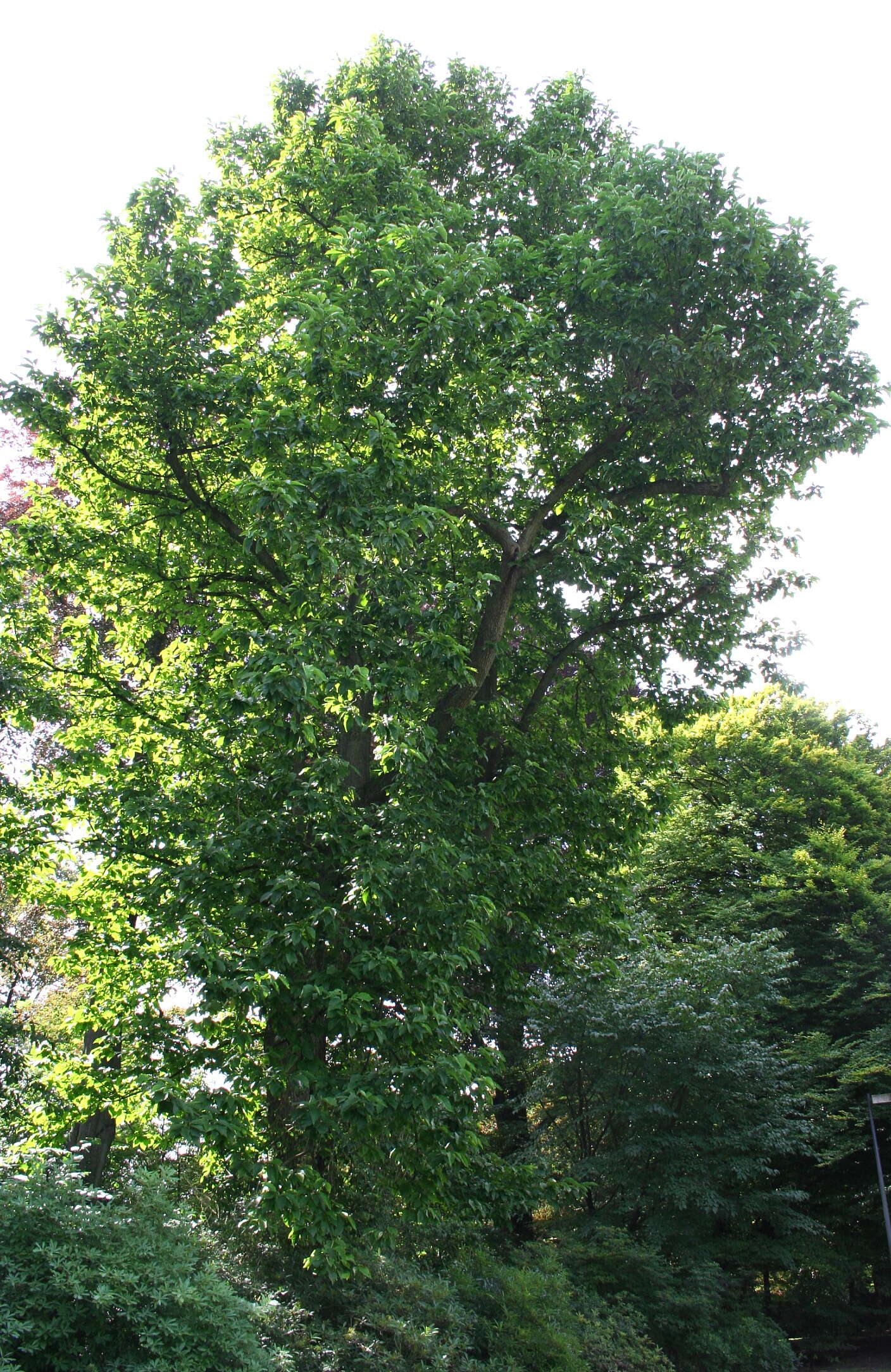 Image of Cucumber Magnolia
