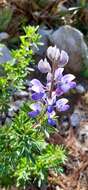 Plancia ëd Lupinus cacuminis Standl.