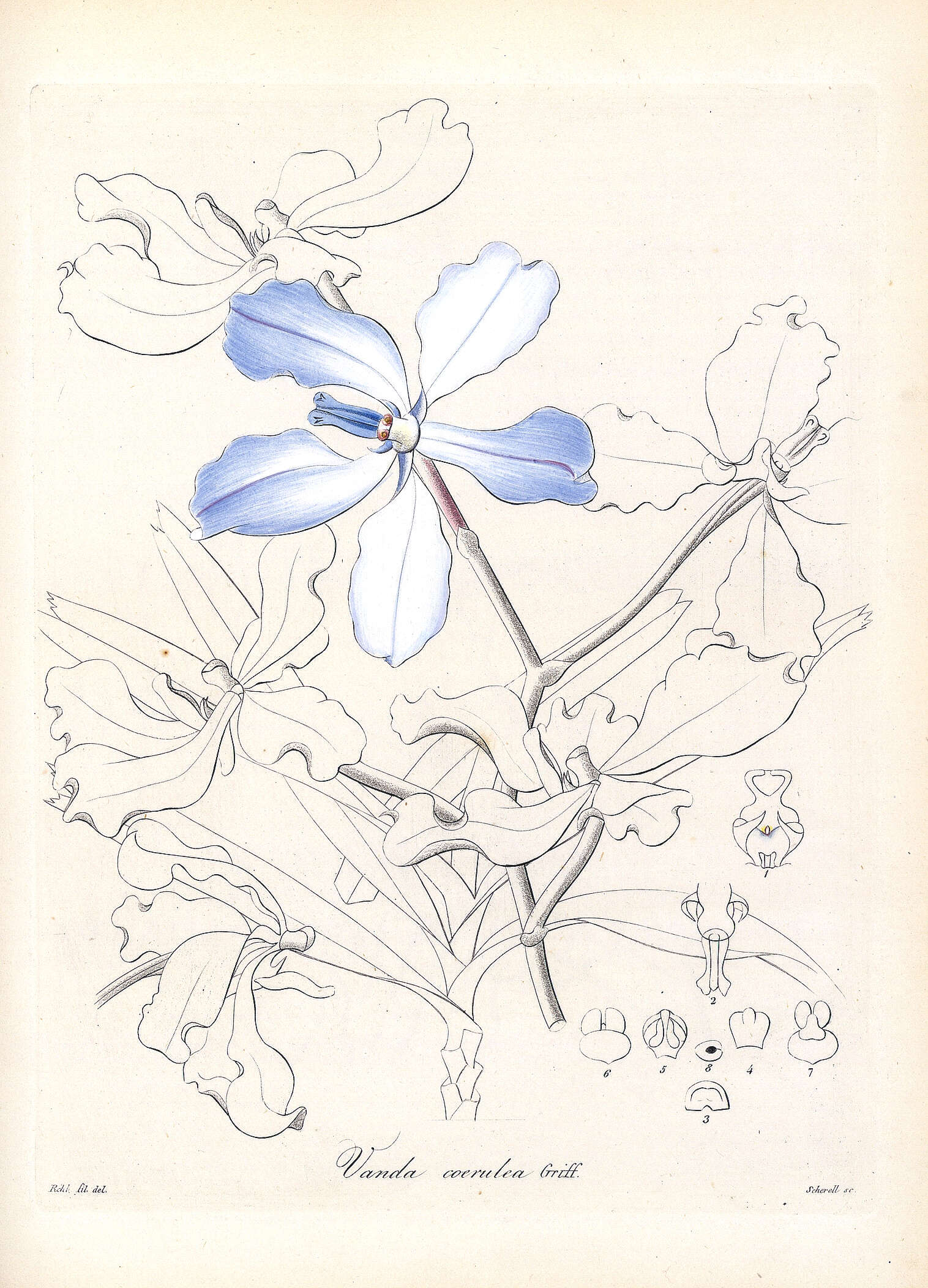 Image of blue orchid