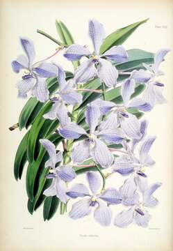 Image of blue orchid