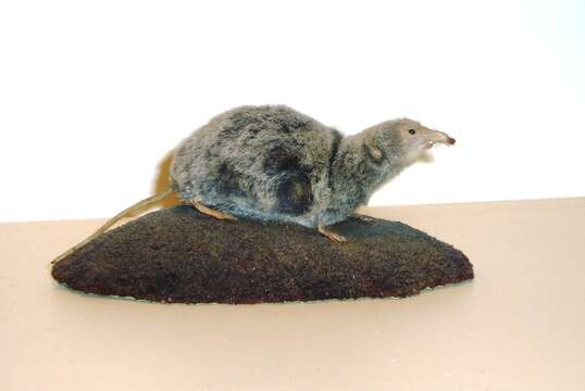 Image of pygmy shrew, lesser shrew