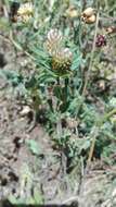 Image of Twin-headed Clover