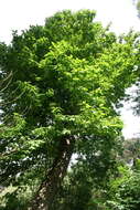 Magnolia acuminata (L.) L.的圖片