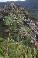 Image of Asparagus scoparius Lowe