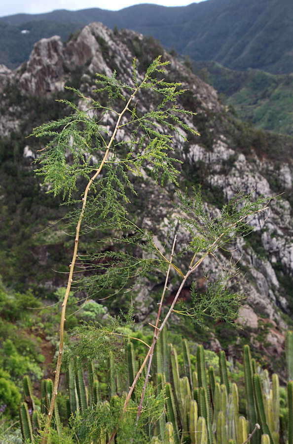 Image of Asparagus scoparius Lowe