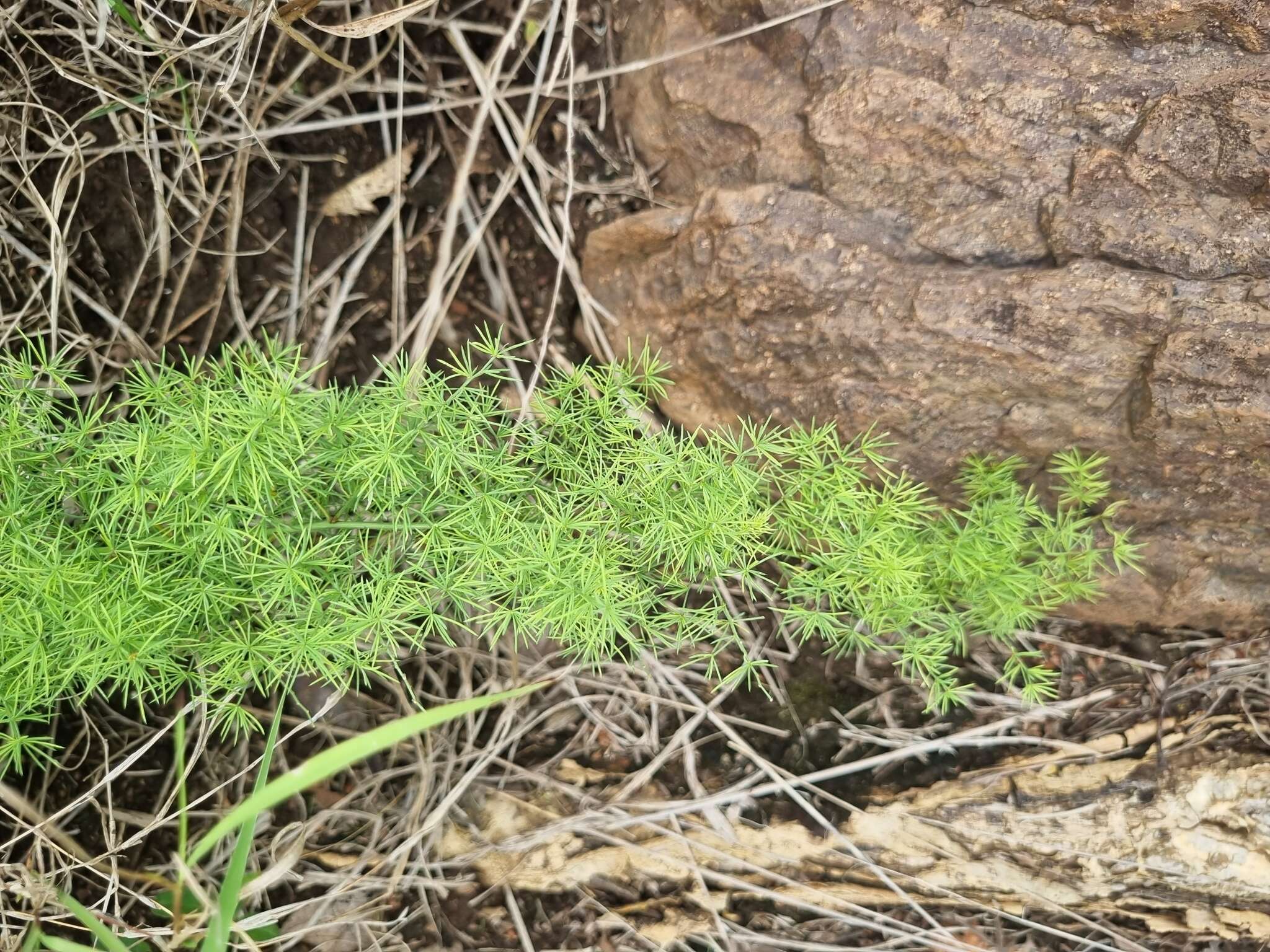 Image of Asparagus minutiflorus (Kunth) Baker