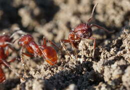 Слика од Pogonomyrmex subdentatus Mayr 1870