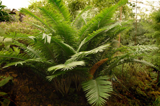 Image of Ground Cycad