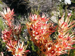 Image of Common Sunshine Conebush