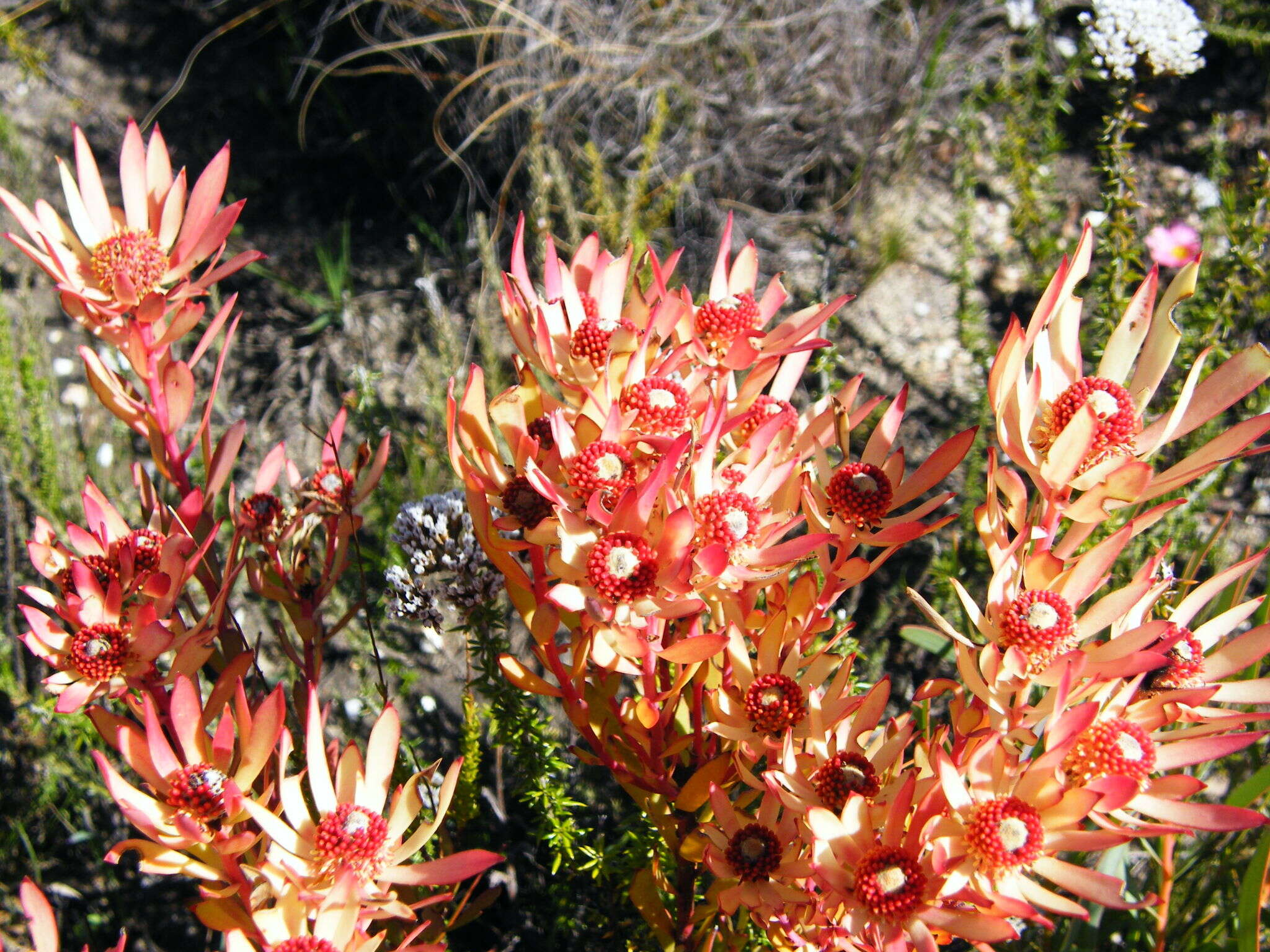 Image of Common Sunshine Conebush