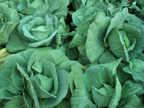 Image of white cabbage