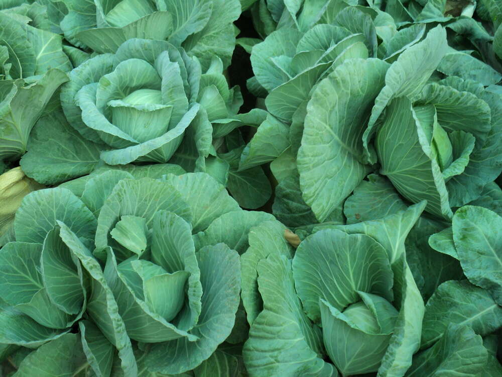 Image of white cabbage