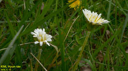 Taraxacum coreanum Nakai的圖片