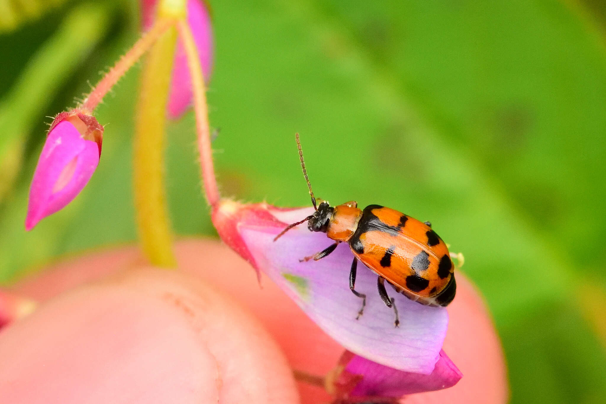 Слика од Cerotoma atrofasciata Jacoby 1879