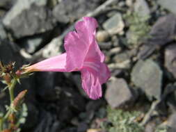 Image of Incarvillea potaninii Batalin