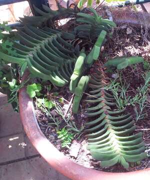 Image of Gasteria rawlinsonii Oberm.