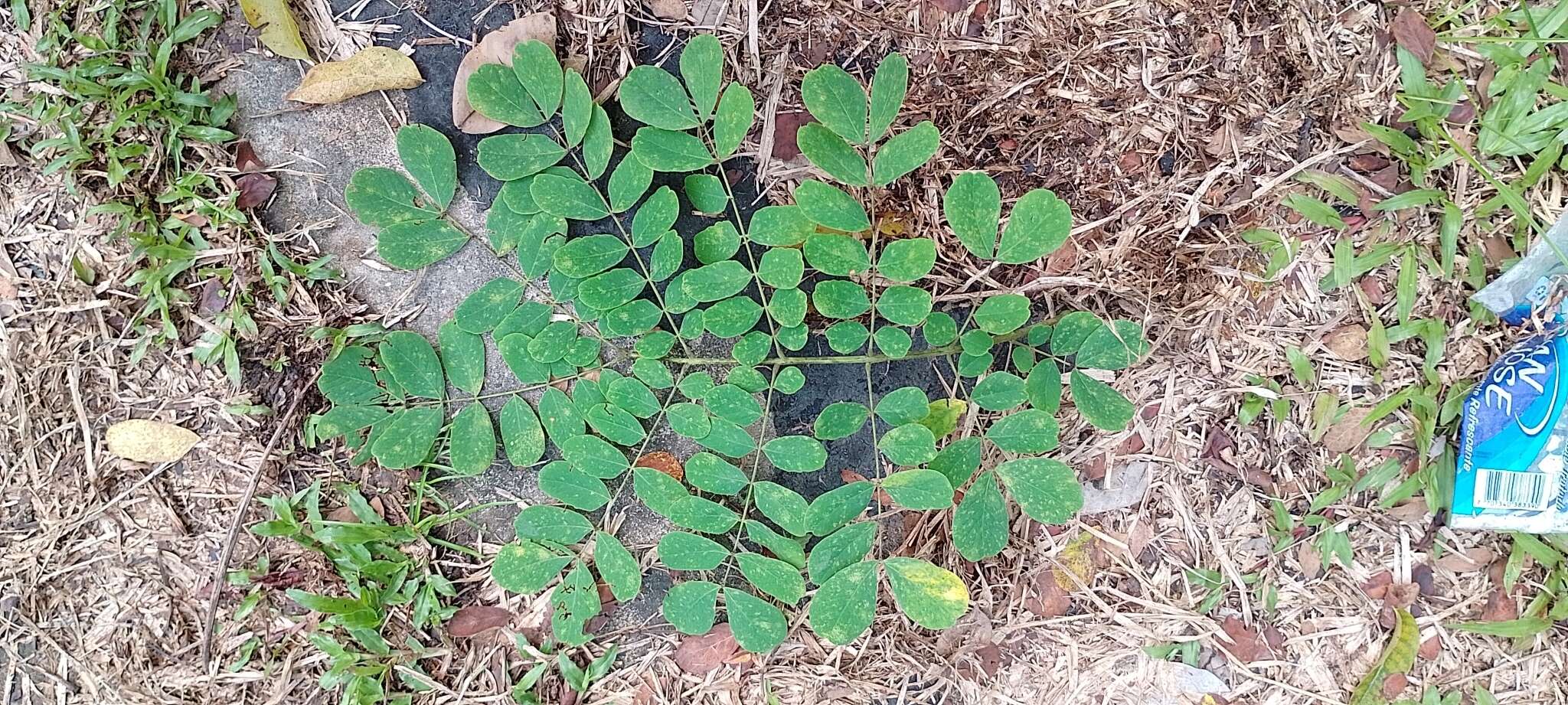 Image of Albizia guachapele (Kunth) Dugand