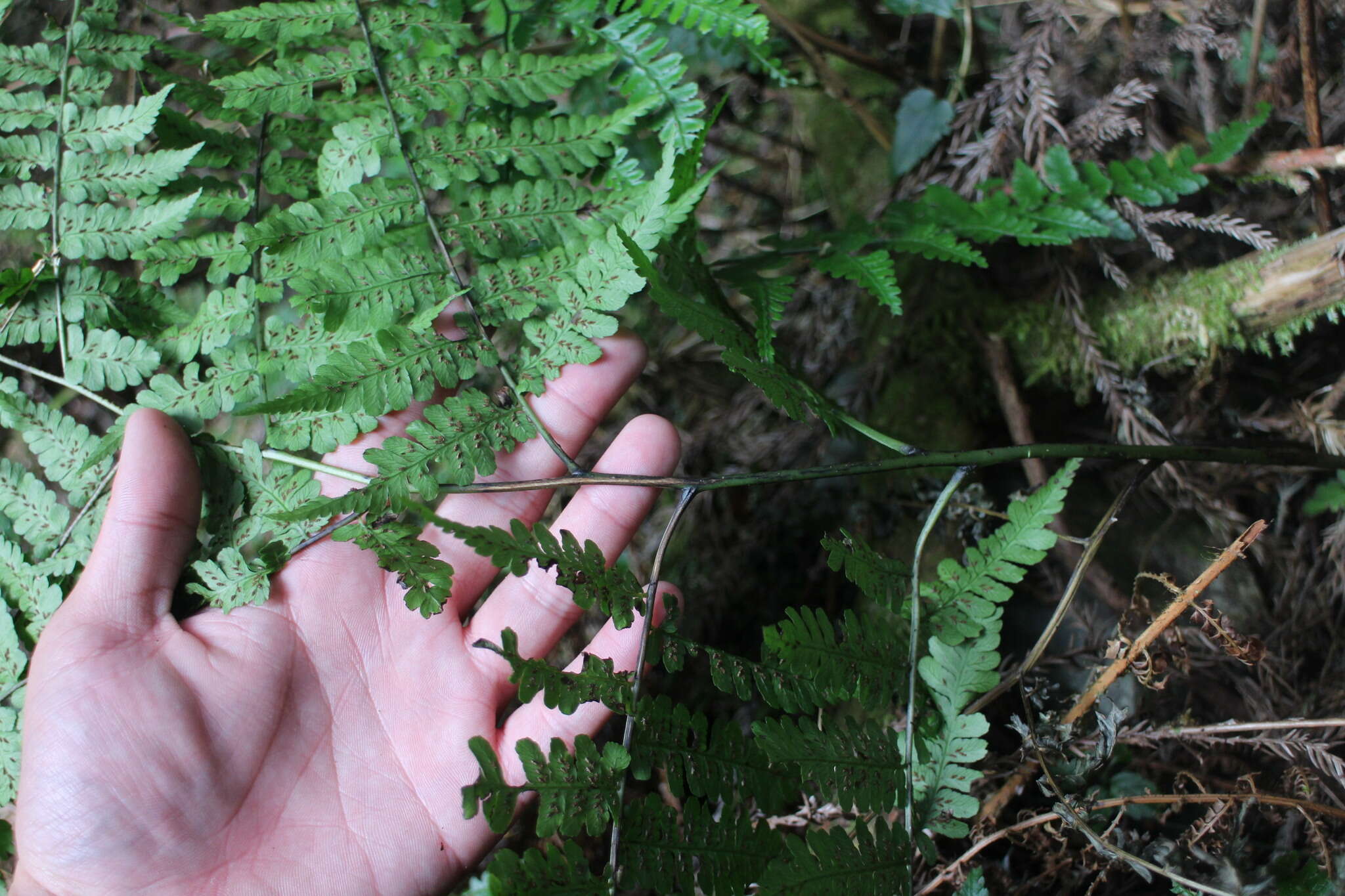 Image of Diplazium kawakamii var. subglabratum Tag.