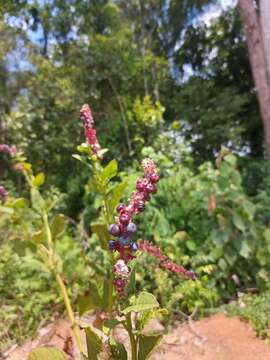 Image of Phytolacca thyrsiflora Fenzl ex J. A. Schmidt