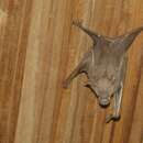 Image of Commerson's Leaf-nosed Bat